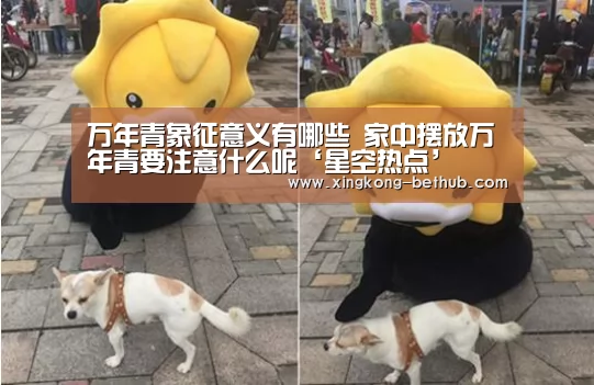 万年青象征意义有哪些 家中摆放万年青要注意什么呢‘星空热点’(图1) 星空赛事