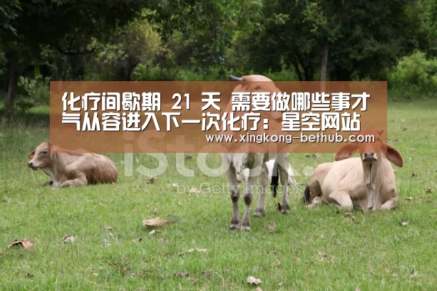 化疗间歇期 21 天 需要做哪些事才气从容进入下一次化疗:星空网站(图1) 星空热点